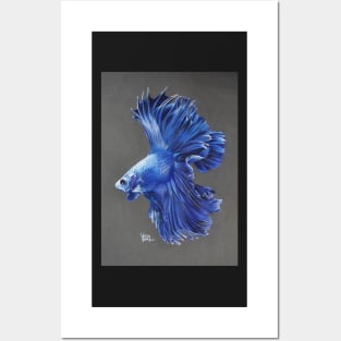 Blue Betta Fish Posters and Art